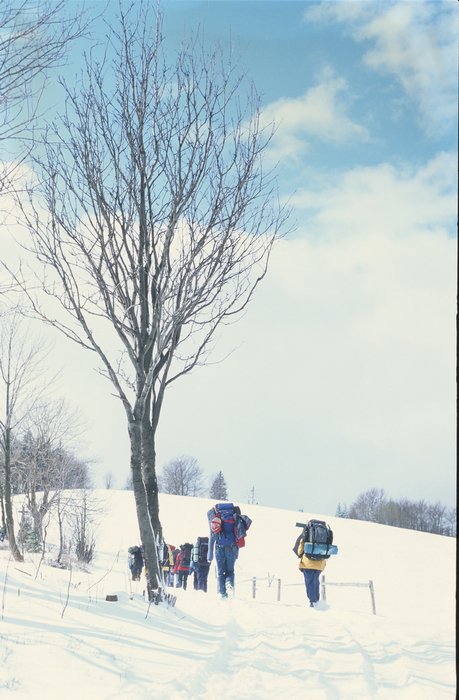 006 2001 Robinsonada Persea